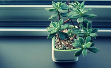 写植物的作文70字5篇