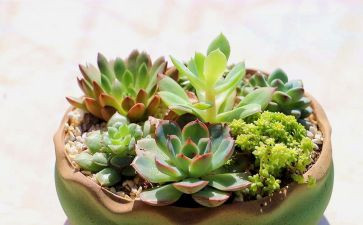 植物的小作文100字8篇