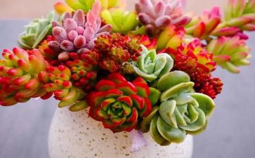 小植物作文300字7篇