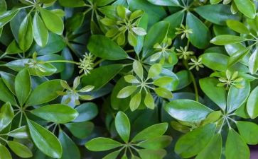 观查植物的作文500字5篇
