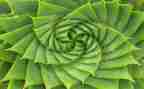 写植物的作文300字6篇