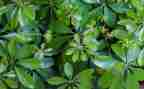 校园植物角作文6篇
