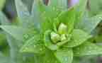 植物?A作文300字6篇
