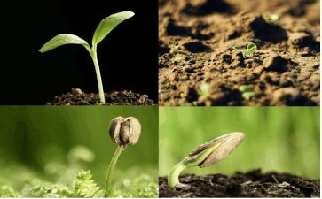 “种子”作文最新8篇