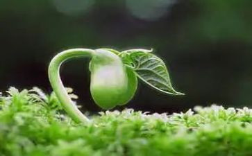 “种子”作文通用5篇