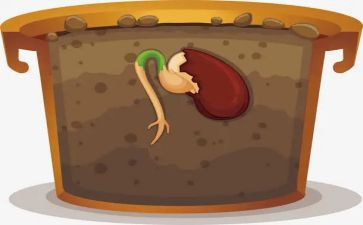 “种子”作文6篇