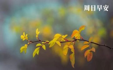 别样的周末作文最新6篇