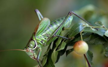 蚂蚁与蝈蝈教案7篇