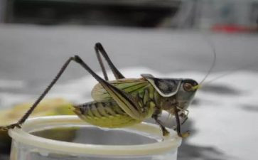 蚂蚁和蝈蝈的教案8篇